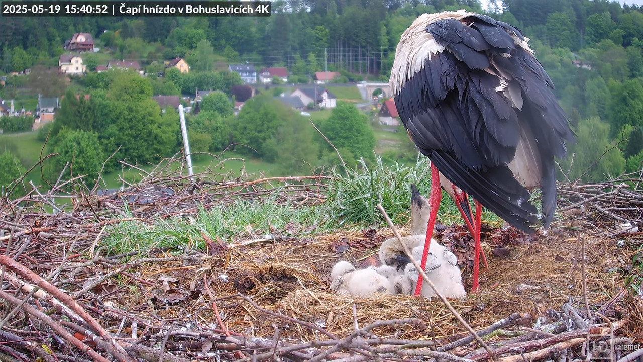 Živě z čapího komína firmy KARA v Bohuslavicích u Trutnova 13-41-51 screenshot