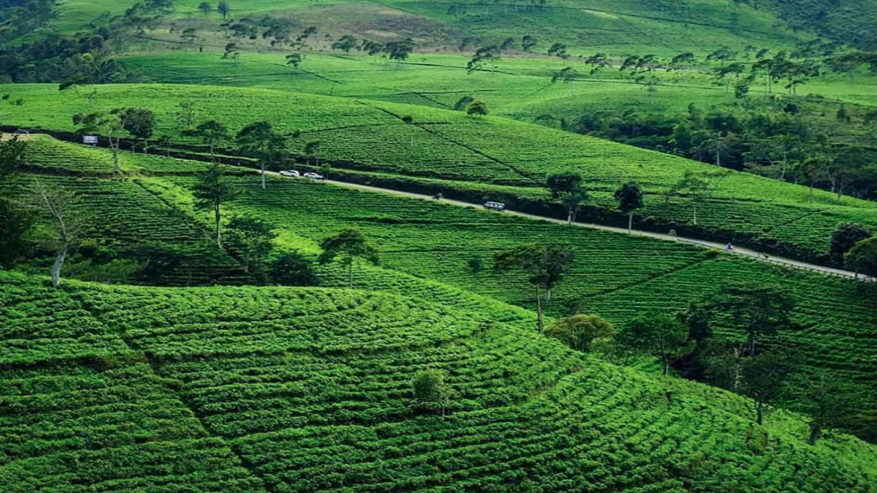 Wisata Kebun Teh Kemuning