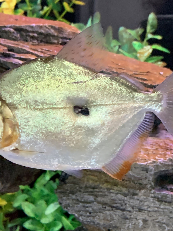 54BFC1EA-CC51-45E3-B427-8E985CF272C4