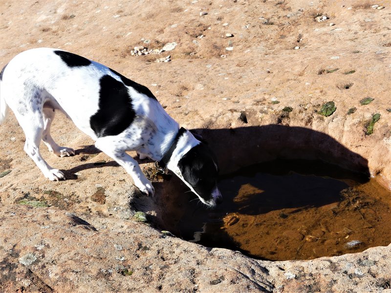 YACIMIENTO ARQUEOLOGICO DE TIERMES-16-2-2020 - Soria y sus pueblos-2010/2013/2020 (41)