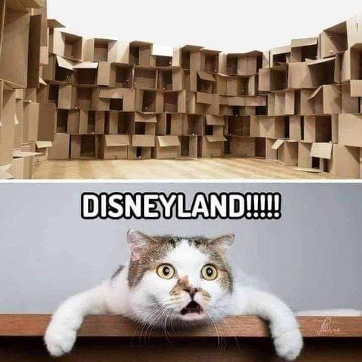 CAT-DISNEYLAND