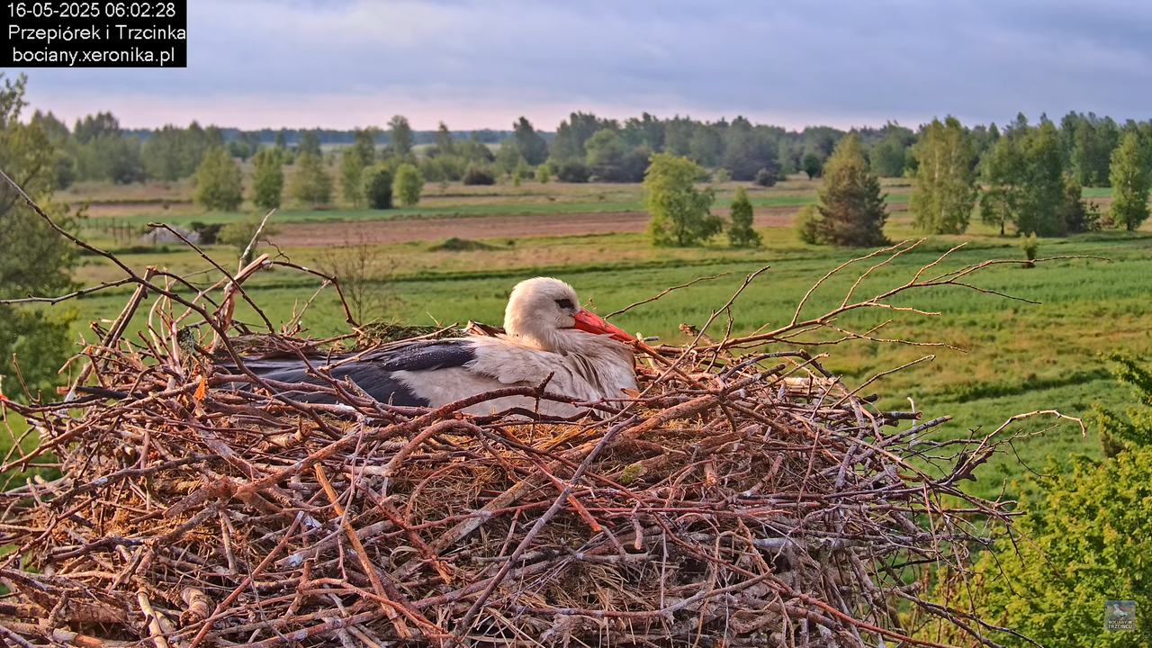 16052025bociany5