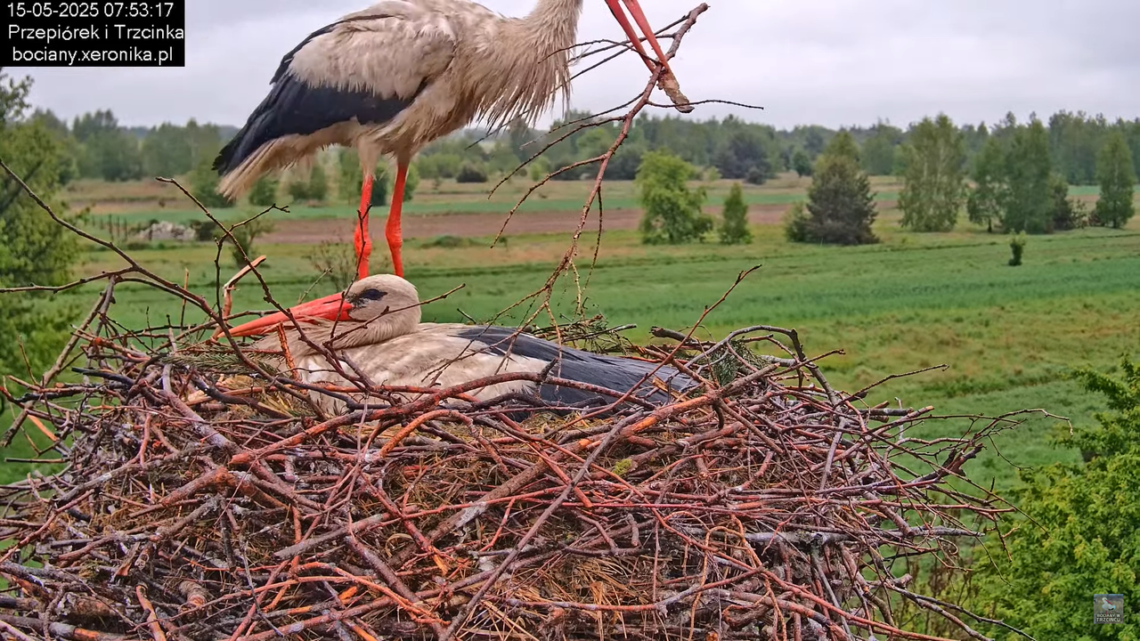 15052025bociany10