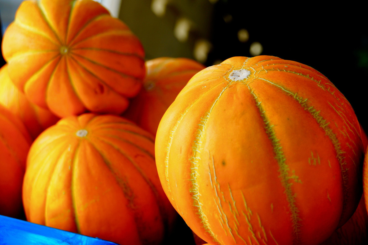 Тыква Дынная