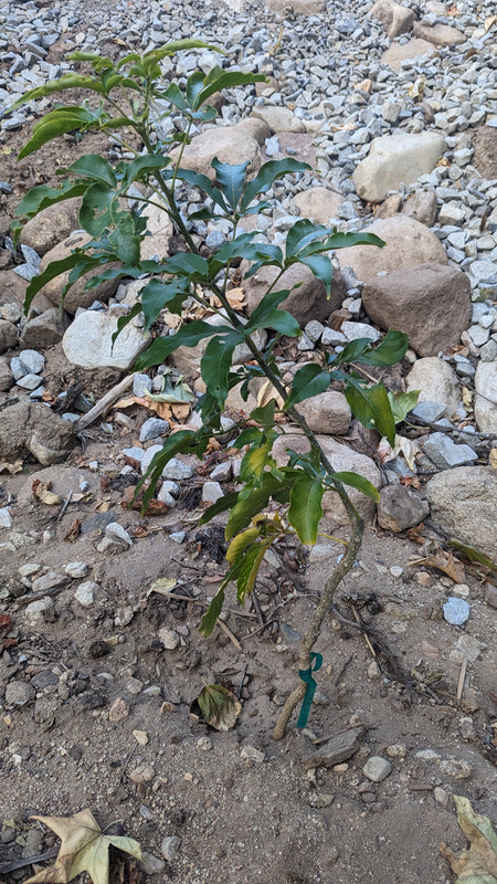 PXL_20240521_015330730