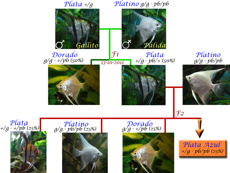 gallito-palida-2.gif