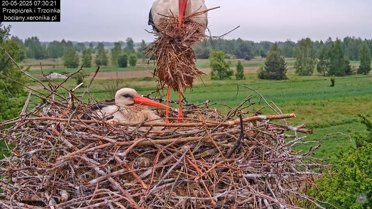 20052025bociany7