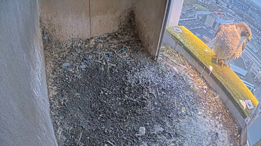 Schermafbeelding 2025-01-29 173054