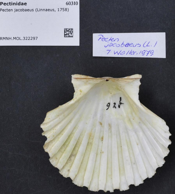 Naturalis_Biodiversity_Center_-_RMNH.MOL.322297_-_Pecten_jacobaeus_(Linnaeus,_1758)_-_Pectinidae_-_M