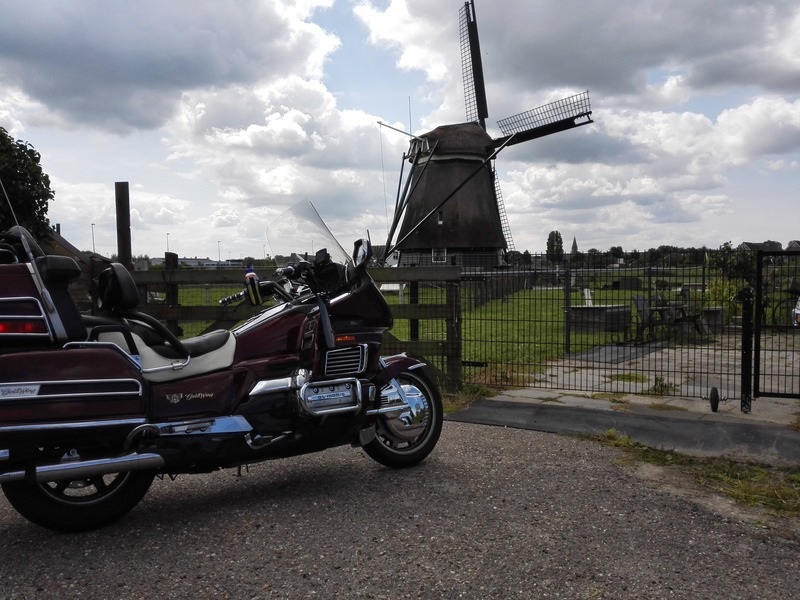 Rongoos - de Dog in Uitgeest