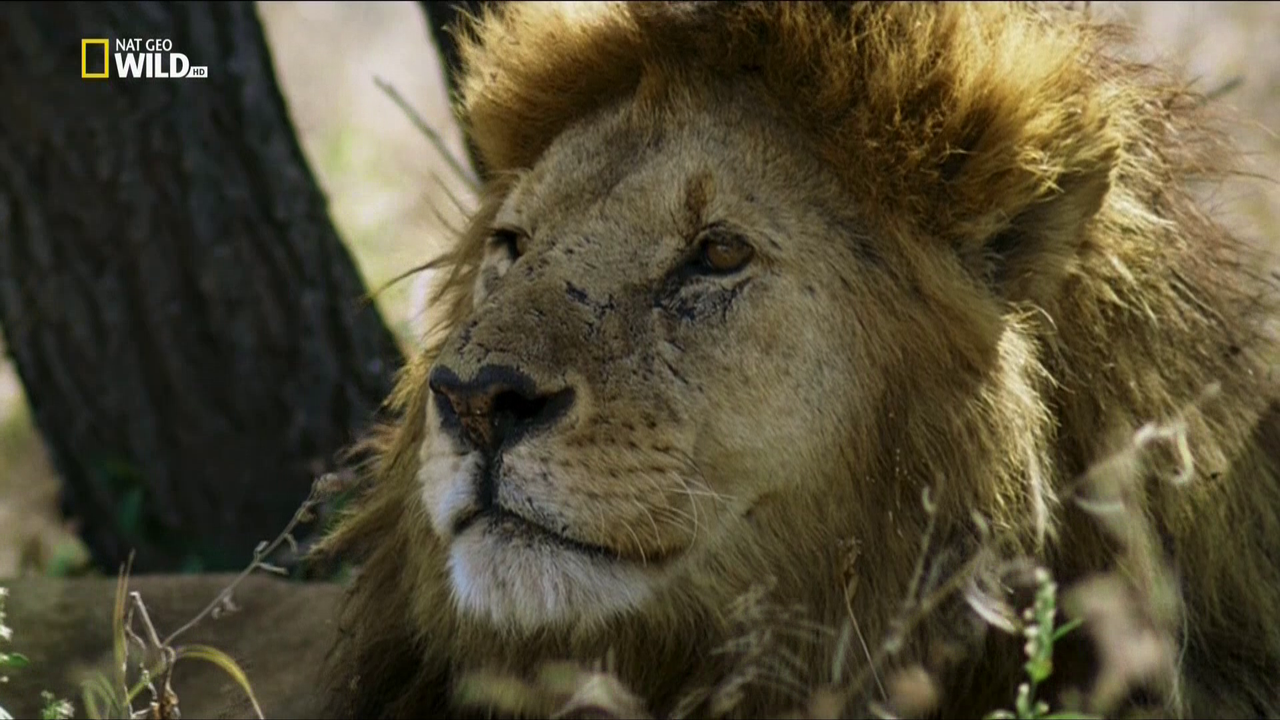 Nat geo wild camibe. Nat geo wild лучшее. Nat geo wild лучшее. Nat geo wild life ps3. Nat geo wild.