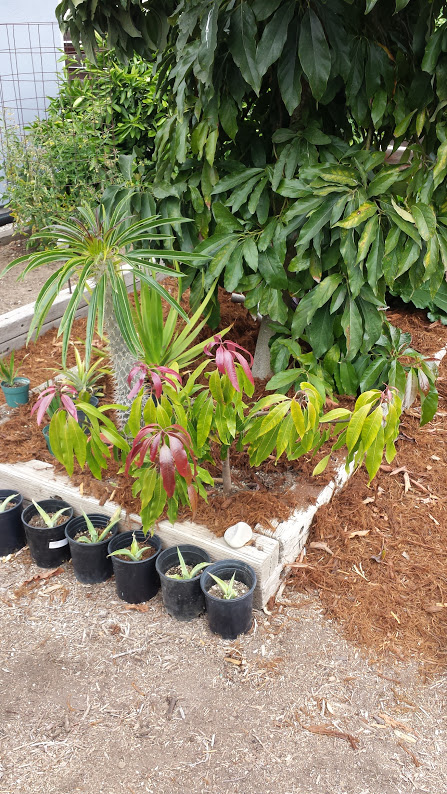 SeedlingMango