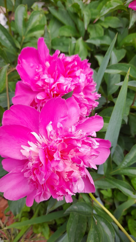 Изображение WhatsApp 2025-05-14 в 12.00.03_90dbc6a5