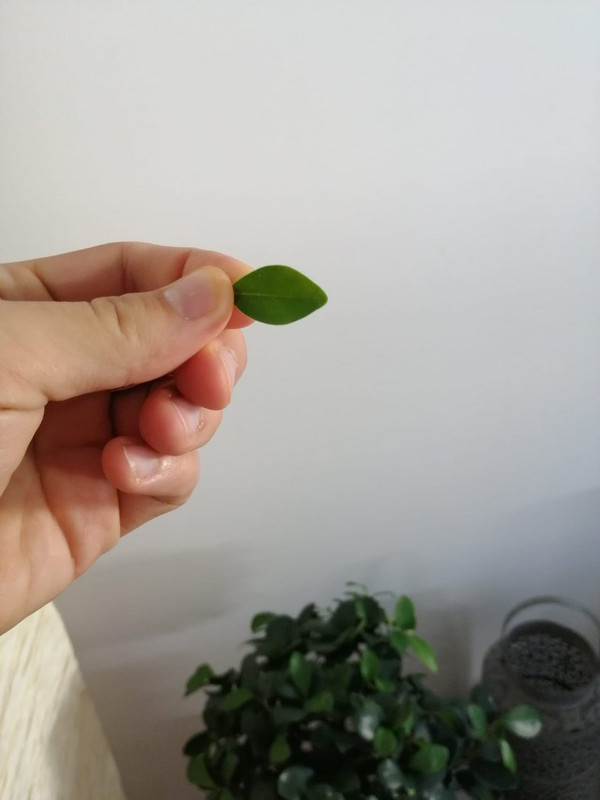 ficus4