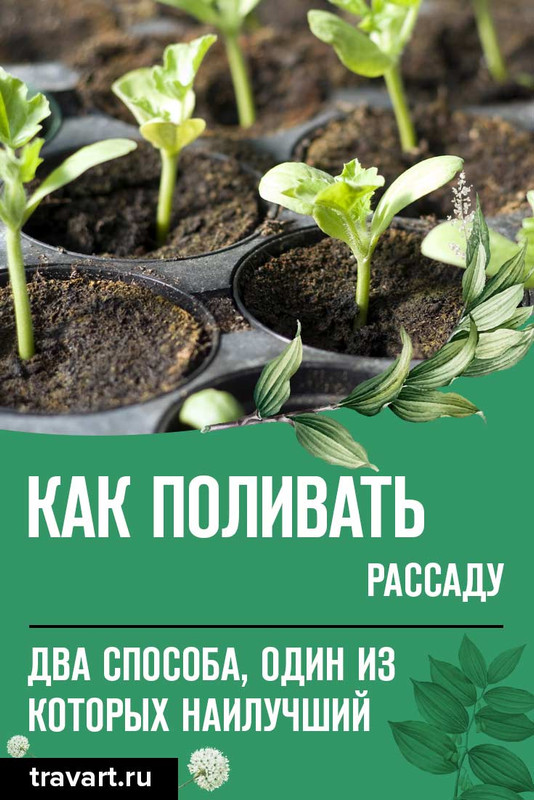 Уход за калистегией махровой как поливать, обрезать и подкармливать