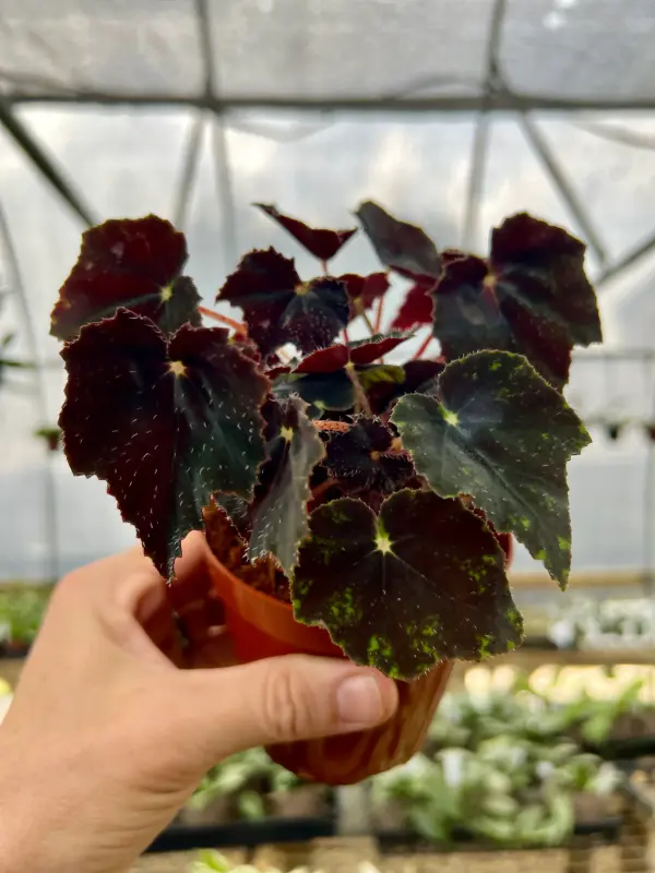 Black Begonia Plant