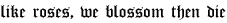 like-roses-Zaso-b-5-2x.png