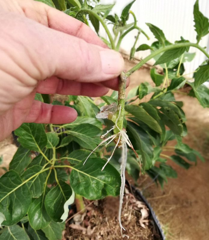 TomatoCutting#3