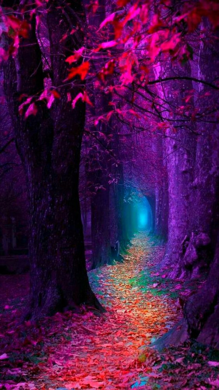 purple-trees-woods-new.jpg
