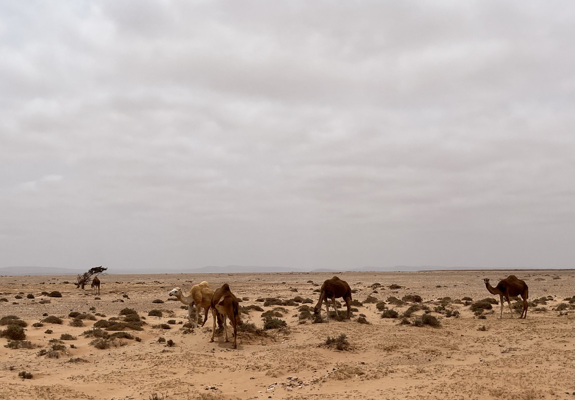 Villa Cisneros (Dakhla) y la Peninsula de Rio de Oro - El Sahara Occidental (20)