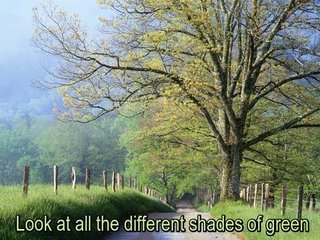 Look-at-all-the-different-shades-of-green
