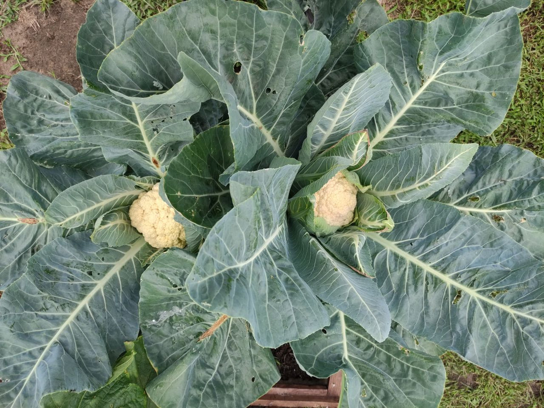 blumenkohl.jpg