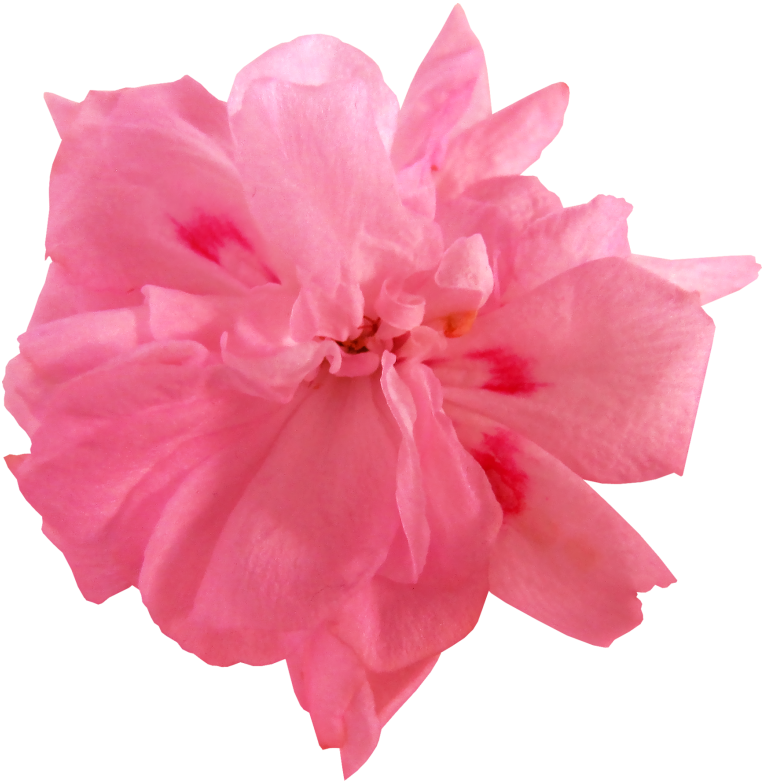 BIBI-PINK ANGEL ELEMS (21)