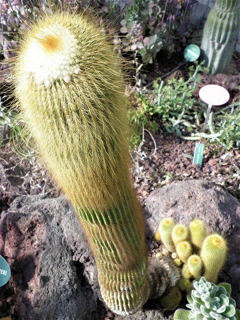 JARDIN BOTANICO-13-4-2013-MADRID - Paseando por España-1991/2023 (108)