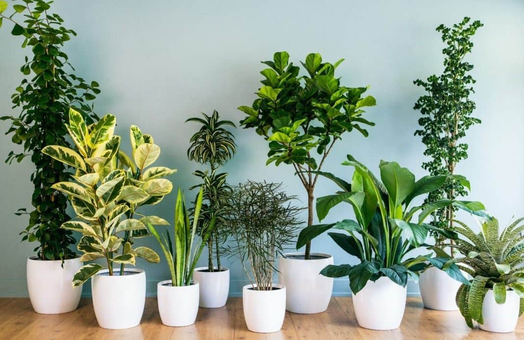 Какие комнатные растения наиболее популярны в Instagram и как их ухаживать