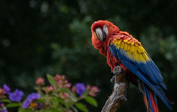 Why Do Parrots Shake Their Heads up and down