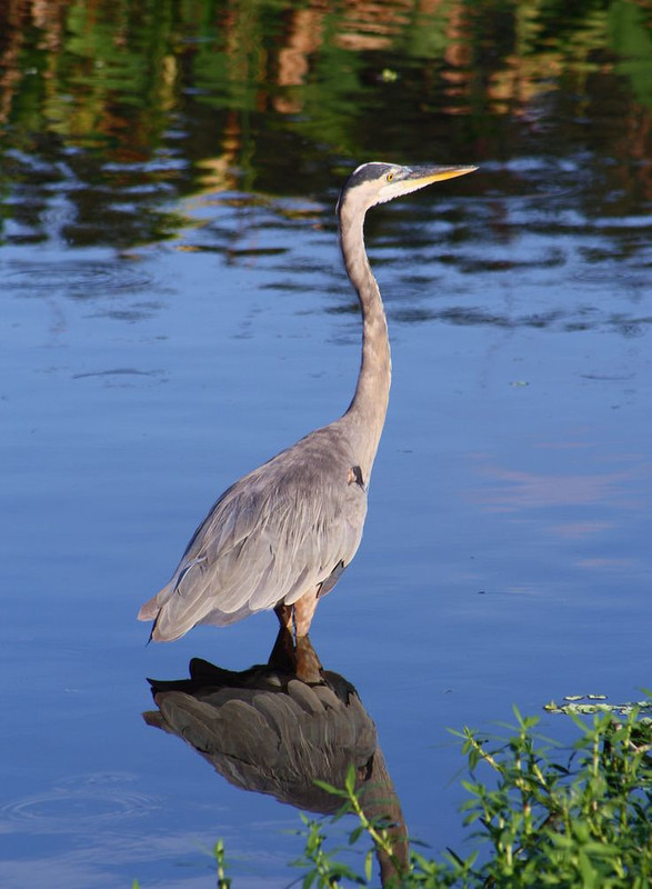 https flic kr p A5Ct3i Thigh Deep Great Blue