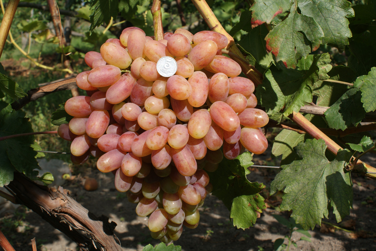 Ливия описание сорта винограда и особенности выращивания