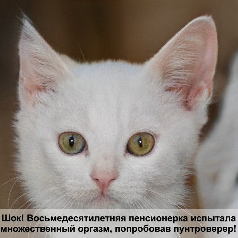 как делать укол кошке в бедро