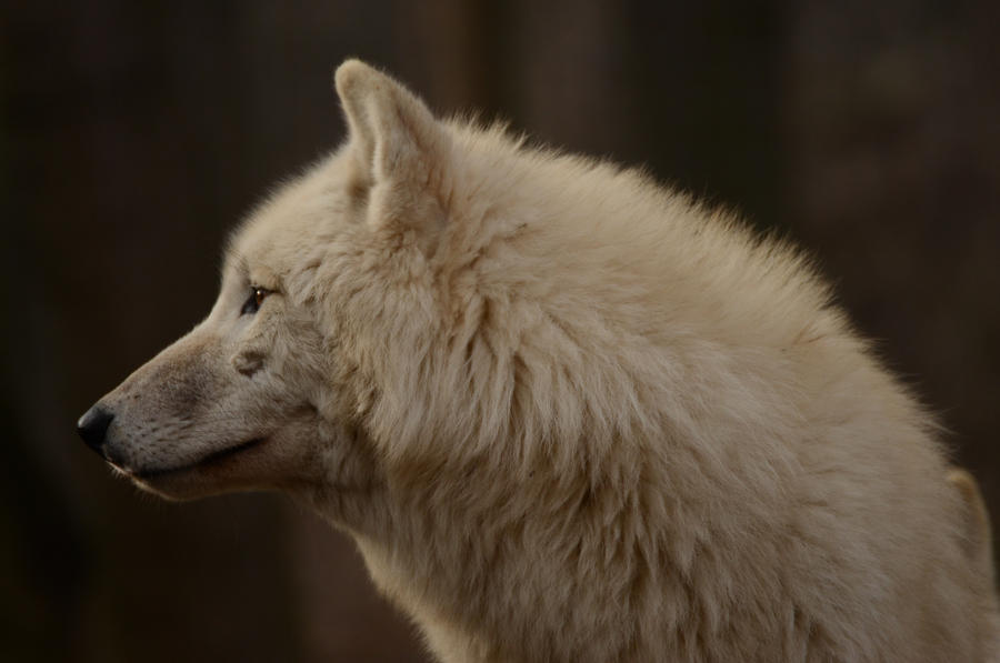 white-wolf-27-by-lakela-d4r0vur-fullview.jpg