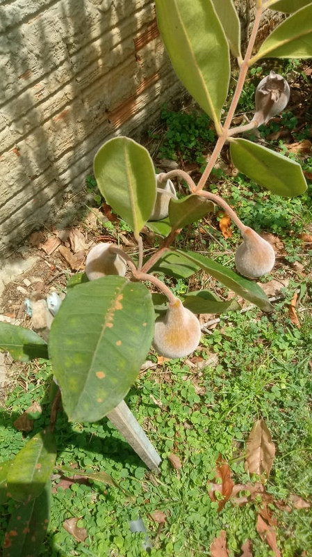 WhatsApp Image 2020-12-20 at 01.12.32 (1)