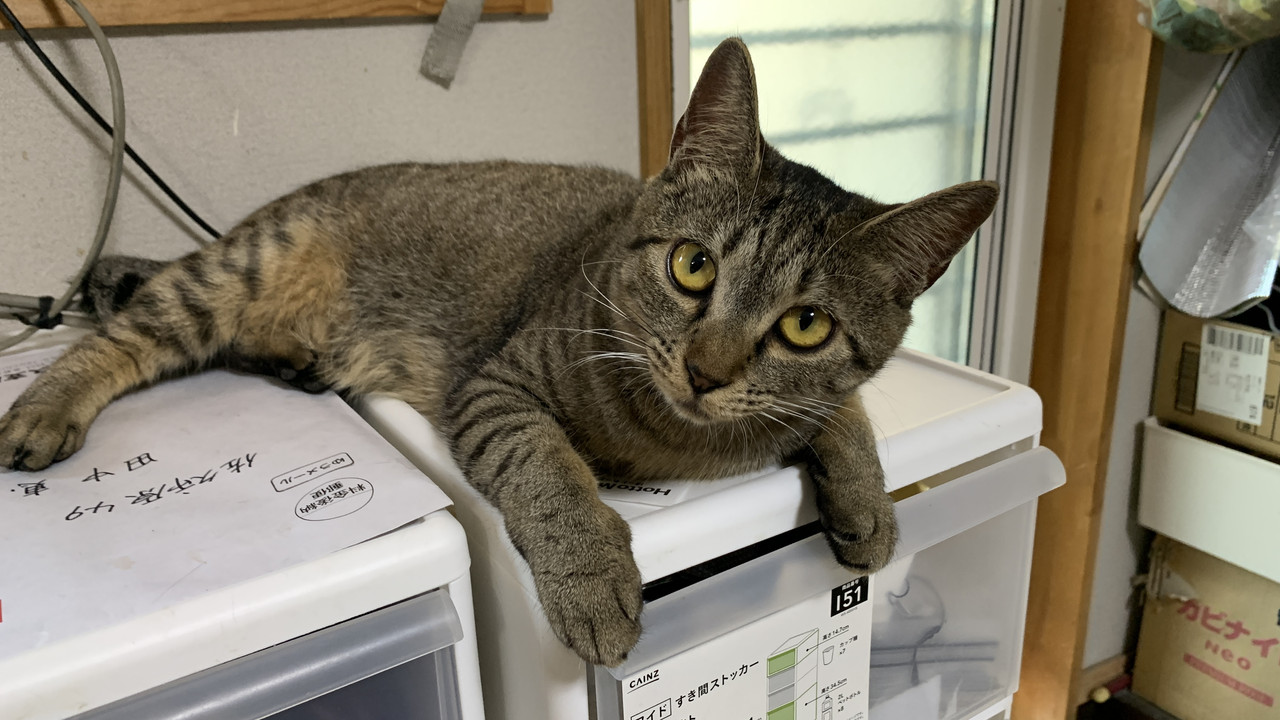 Meet Yang & Nyan, Two Adorable Rescue Cats! 🐱❤️
お転婆ヤンと甘えん坊ニャンをご紹介！🐱❤️