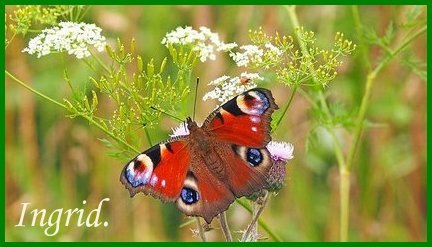 An den Beitrag angehängtes Bild: https://i.postimg.cc/6QkWXG0m/Vlinder.jpg