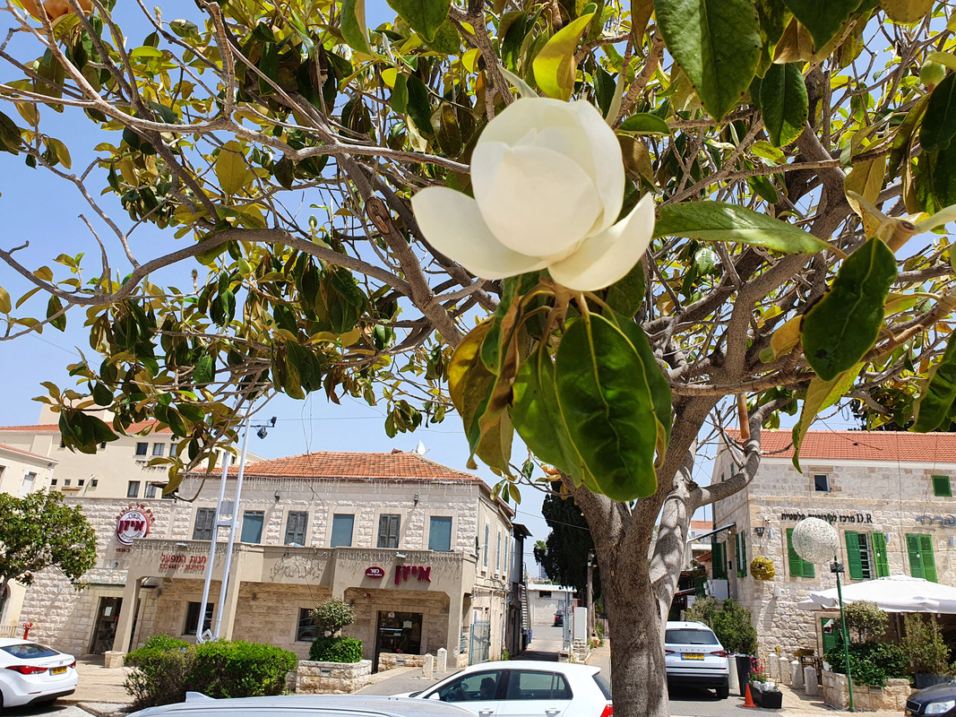 Нераспустившийся цветок магнолии, Хайфа