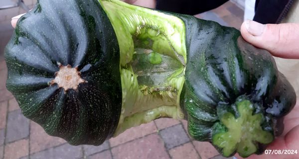 courgetalien