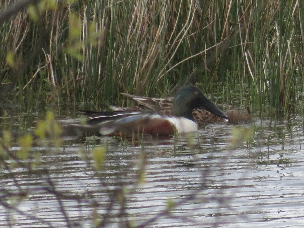 Shoveler