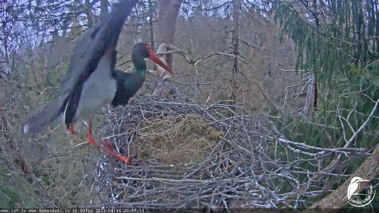 Melnais stārķis (Ciconia nigra) Siguldas novadā - LDF tiešraide 16-3-49 screenshot