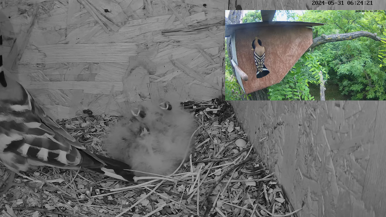 TIEŠRAIDĒ Eirāzijas stīpiņa Nest Cam (Nagyberény, Ungārija) 5-50-11 screenshot