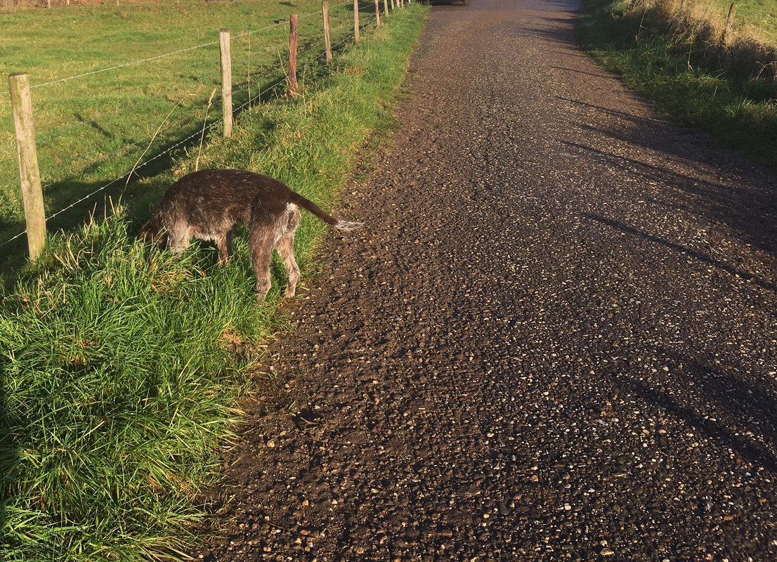 2024-07-10 Muis hebbes IMG_4223 (002)