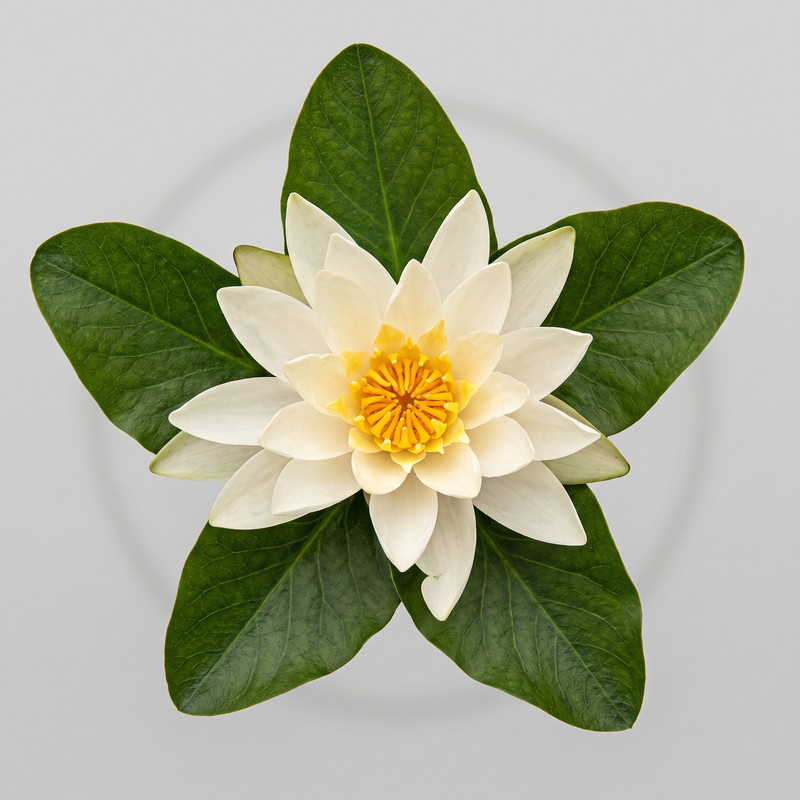 Citrus Blossom Flower