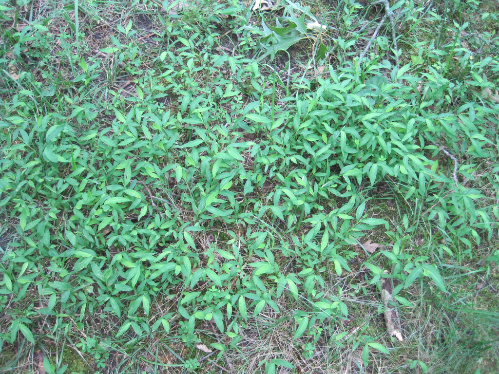 weed grass in front yard2
