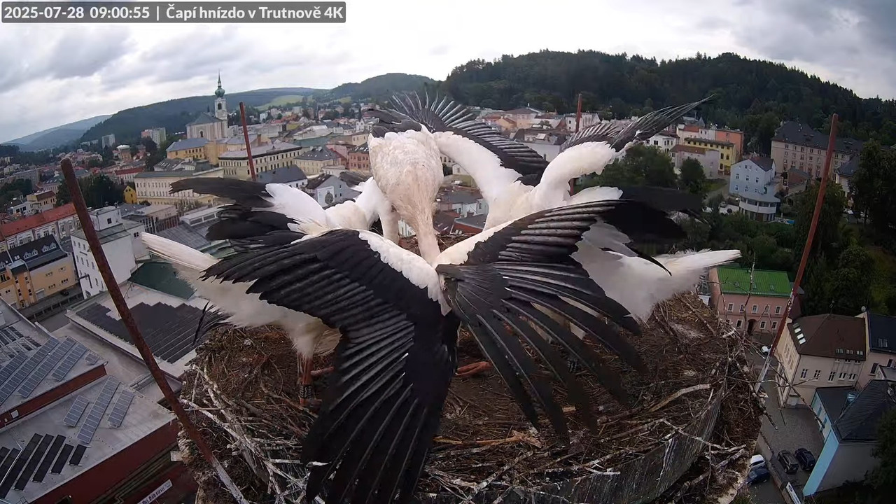 Živě z čapího hnízda na pivovarském komíně v Trutnově 12-46-12 screenshot