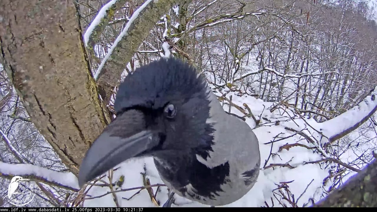 Vistu vanags (Accipiter gentilis) Rīgā - LDF tiešraide __ Goshawks, Riga, Latvia 11-55-52 screenshot