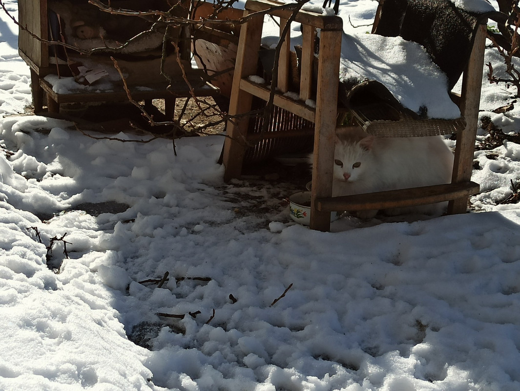 Белая кошь осталась1