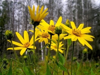 топинамбур