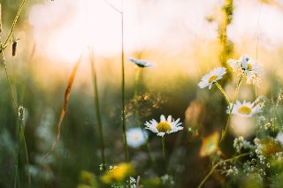 https://i.postimg.cc/6QqZ0Nbb/12783847-pic-dandelions-in-spring.jpg